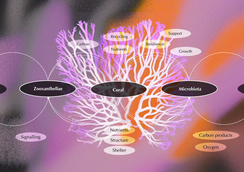 Coral morphology studies